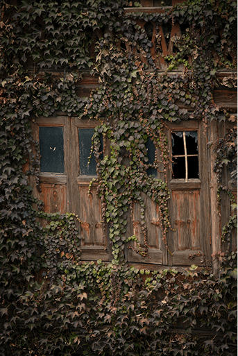 Window with ivy or plants growing around it